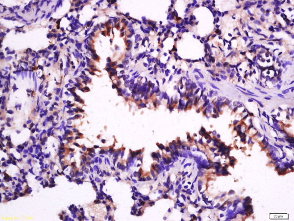 IL-33 Antibody in Immunohistochemistry (Paraffin) (IHC (P))