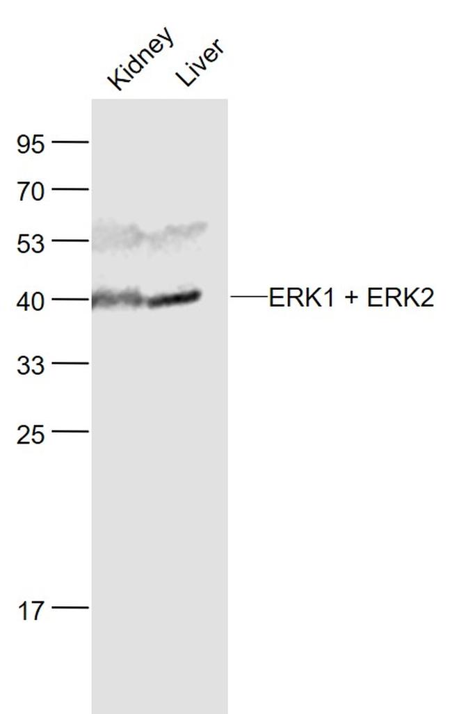 ERK1 + 2 Antibody in Western Blot (WB)