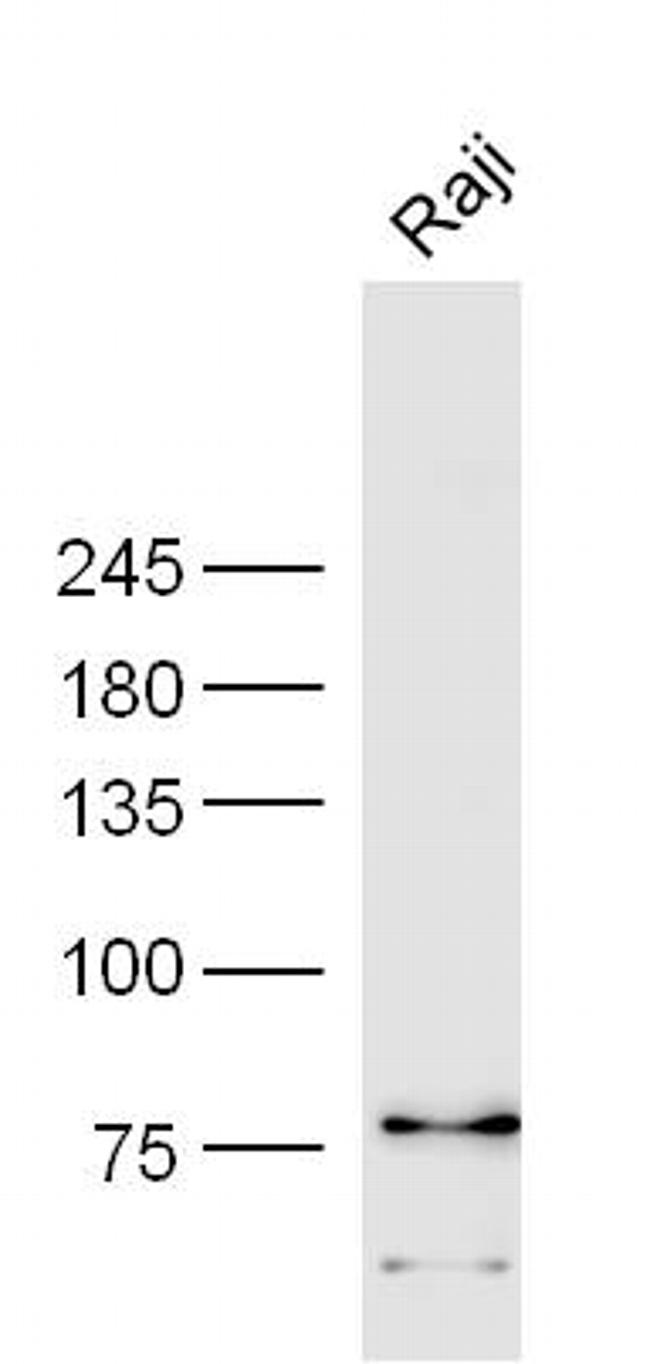 CD85c Antibody in Western Blot (WB)