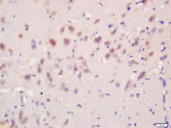 Regucalcin/SMP30 Antibody in Immunohistochemistry (Paraffin) (IHC (P))