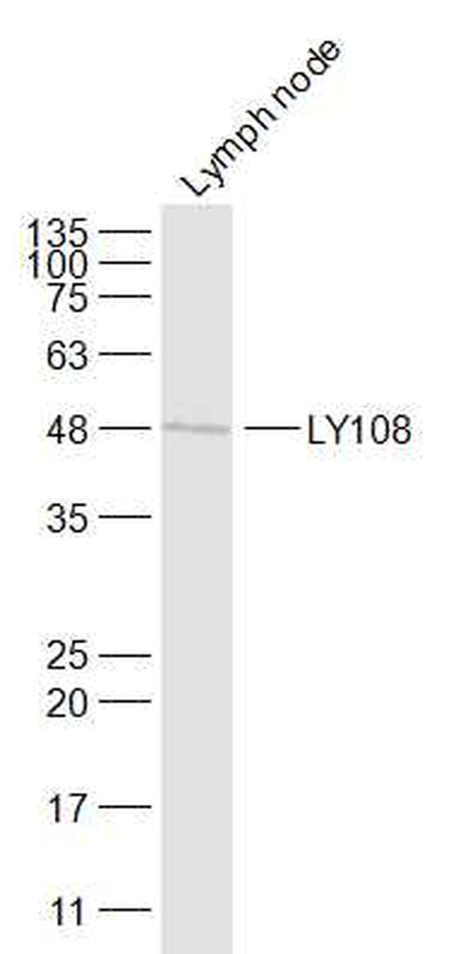 SLAMF6 Antibody in Western Blot (WB)