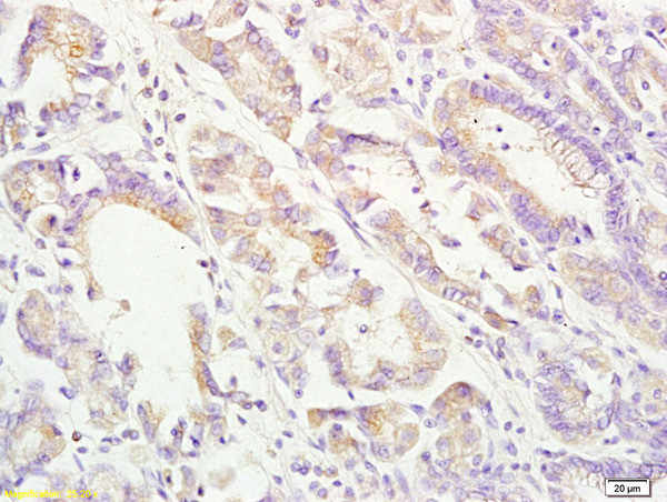 ApoA4 Antibody in Immunohistochemistry (Paraffin) (IHC (P))