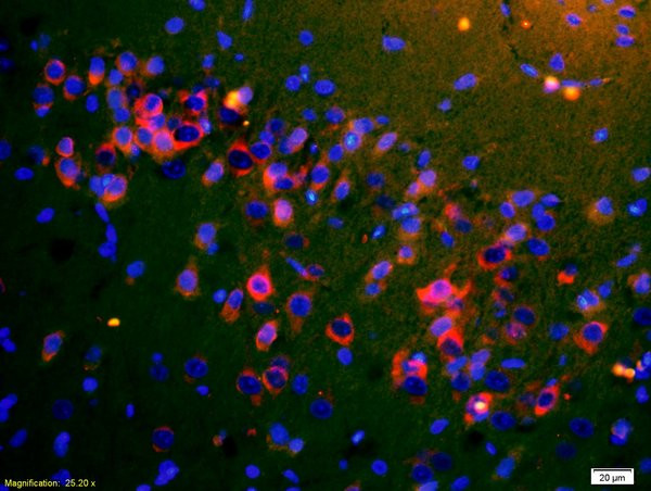 ApoA4 Antibody in Immunohistochemistry (Paraffin) (IHC (P))