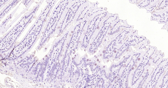 ApoA4 Antibody in Immunohistochemistry (Paraffin) (IHC (P))