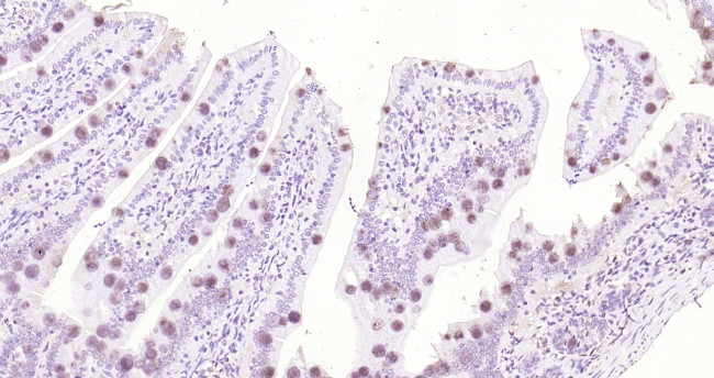 ApoA4 Antibody in Immunohistochemistry (Paraffin) (IHC (P))