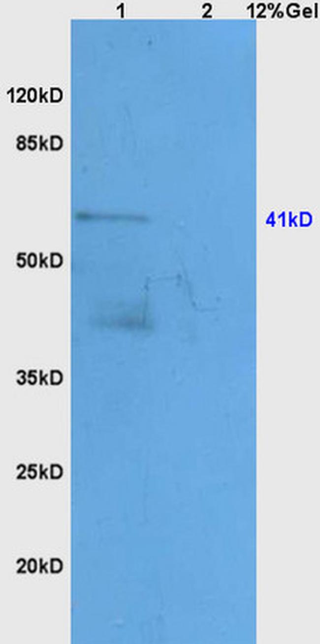 ApoA4 Antibody in Western Blot (WB)