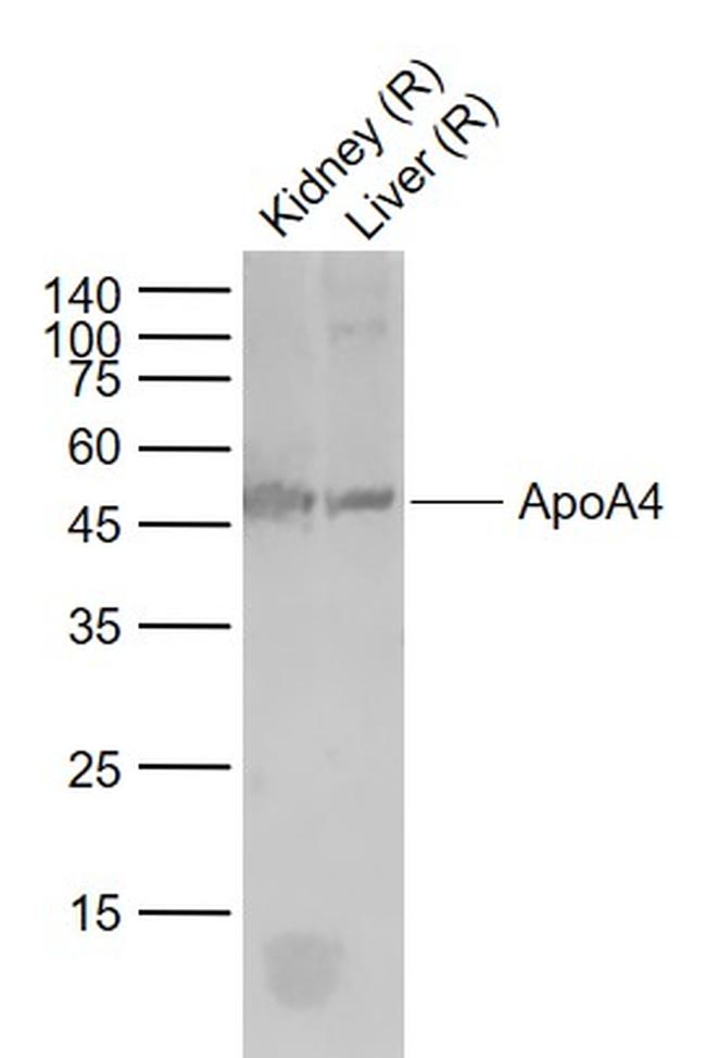 ApoA4 Antibody in Western Blot (WB)