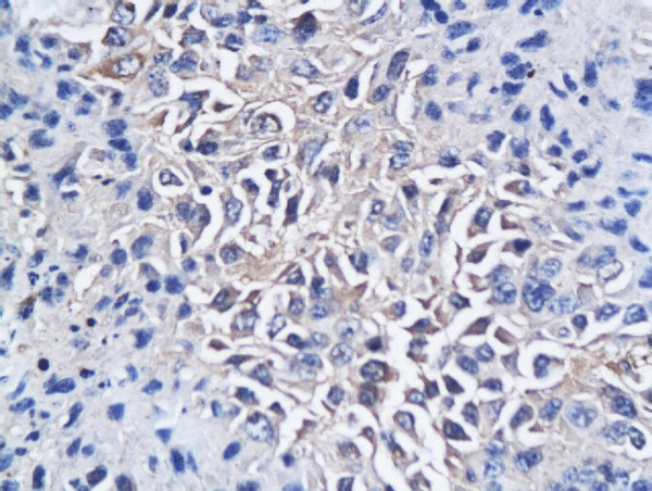 CD150 Antibody in Immunohistochemistry (Paraffin) (IHC (P))