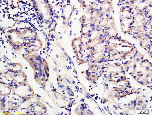 TREM2 Antibody in Immunohistochemistry (Paraffin) (IHC (P))