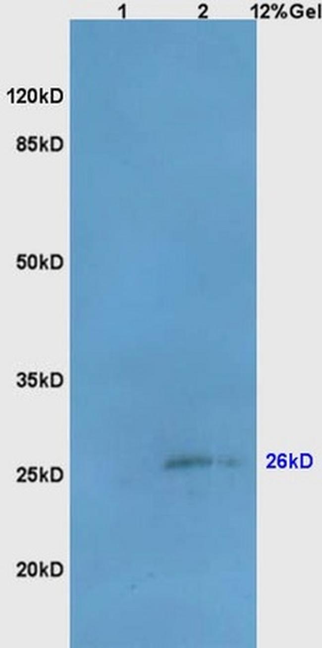 Bcl-10 Antibody in Western Blot (WB)