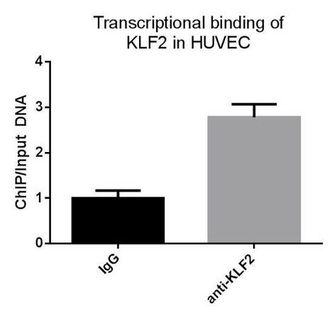 KLF2 Antibody in Immunoprecipitation (IP)