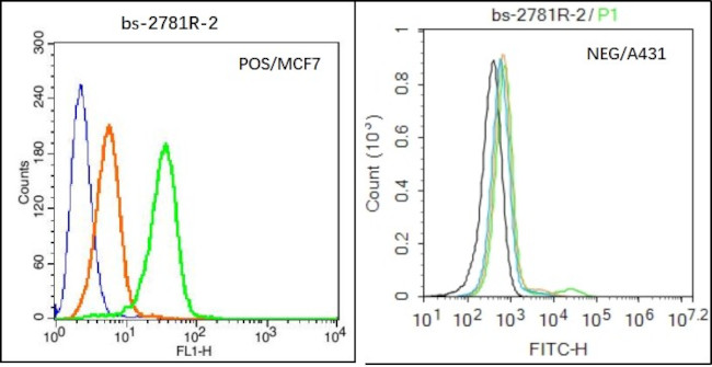 CACNA1G Antibody in Flow Cytometry (Flow)