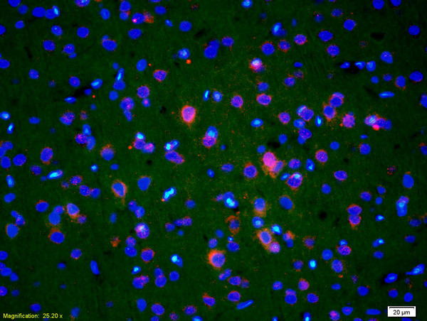 Endonuclease G Antibody in Immunohistochemistry (Paraffin) (IHC (P))