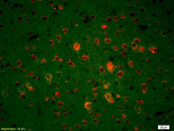 Endonuclease G Antibody in Immunohistochemistry (Paraffin) (IHC (P))