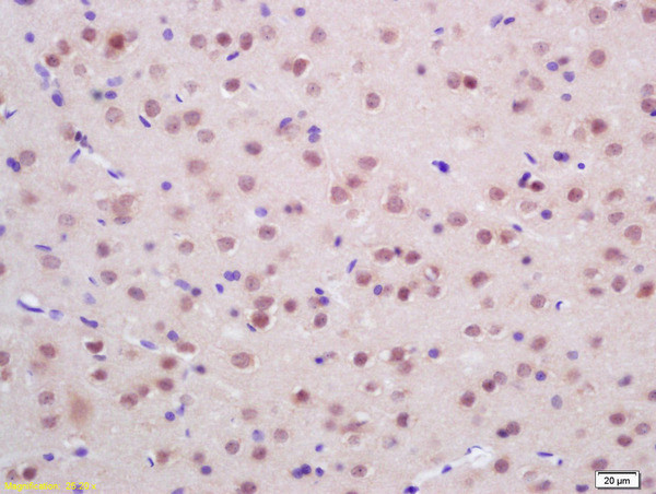 Endonuclease G Antibody in Immunohistochemistry (Paraffin) (IHC (P))