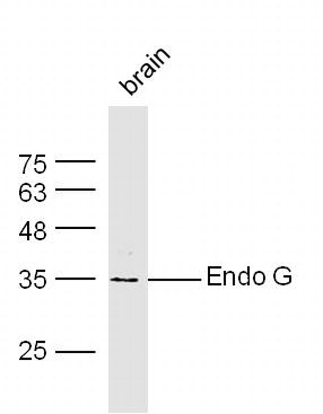 Endonuclease G Antibody in Western Blot (WB)