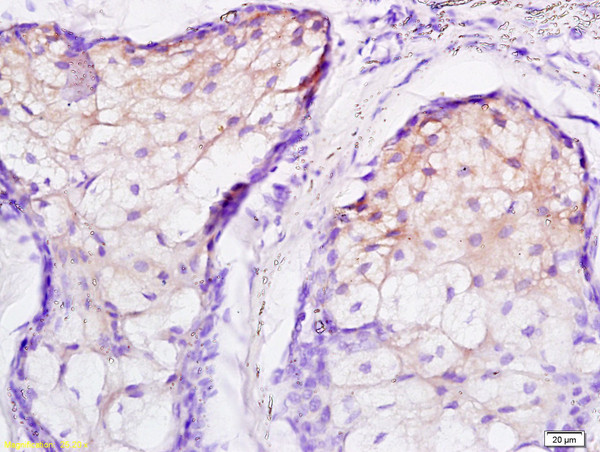 JNK1/2 Antibody in Immunohistochemistry (Paraffin) (IHC (P))