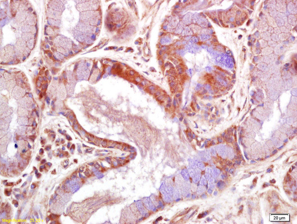 JNK1/2 Antibody in Immunohistochemistry (Paraffin) (IHC (P))