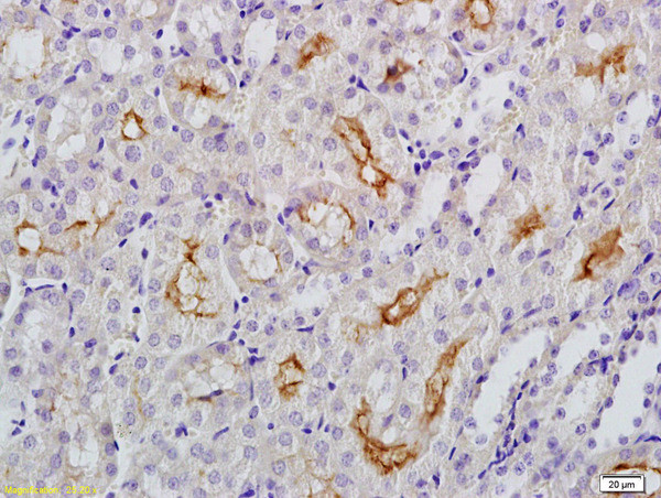 Klotho Antibody in Immunohistochemistry (Paraffin) (IHC (P))