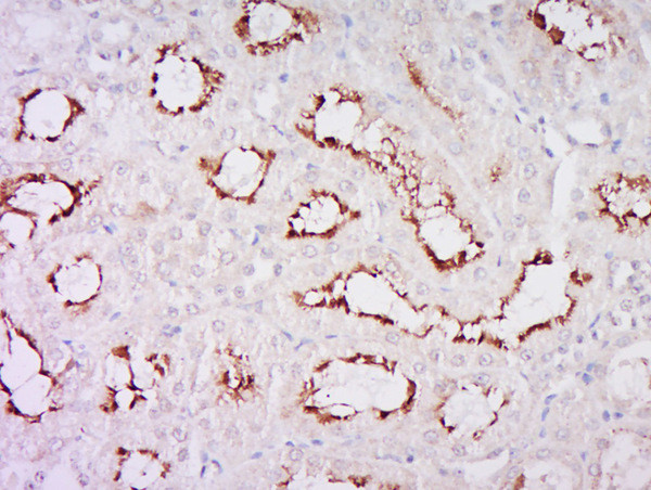 Klotho Antibody in Immunohistochemistry (Paraffin) (IHC (P))