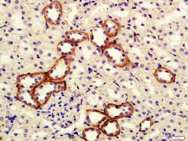 Klotho Antibody in Immunohistochemistry (Paraffin) (IHC (P))