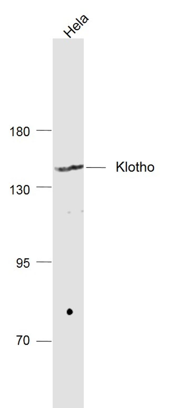 Klotho Antibody in Western Blot (WB)