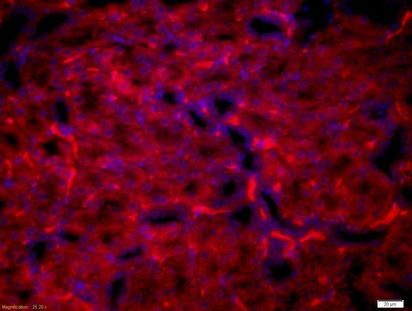 TNFRSF5 Antibody in Immunohistochemistry (Paraffin) (IHC (P))