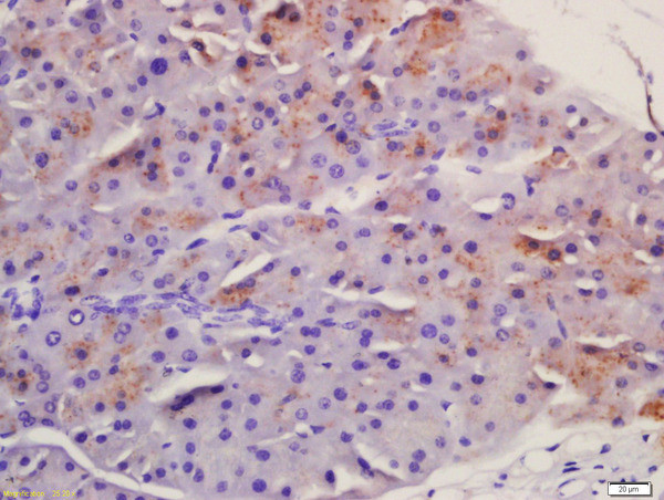 Frizzled 5/8 Antibody in Immunohistochemistry (Paraffin) (IHC (P))