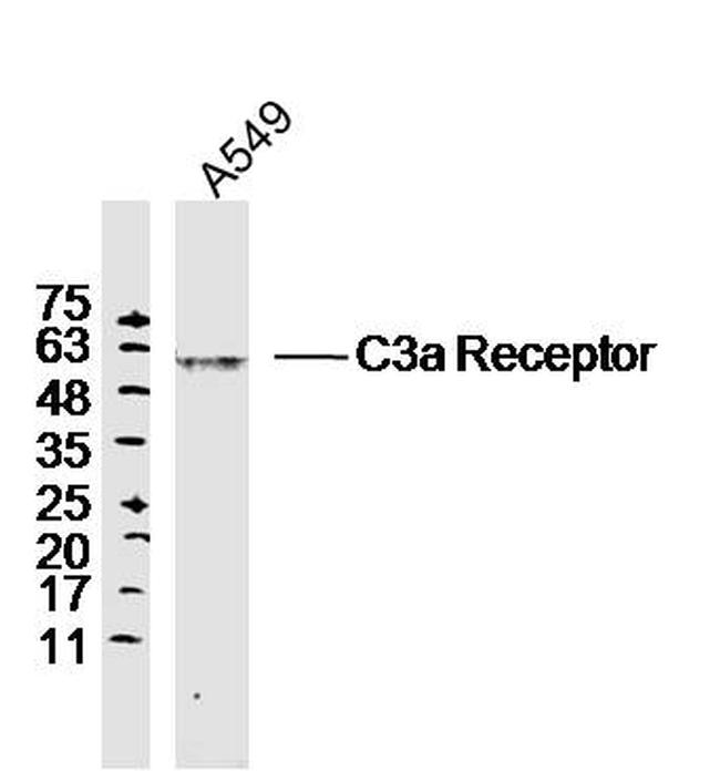 C3a Receptor Antibody in Western Blot (WB)