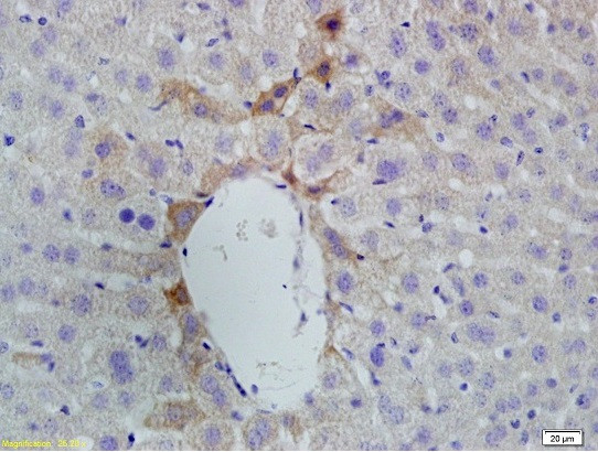 Vitamin D Receptor/VDR Antibody in Immunohistochemistry (Paraffin) (IHC (P))