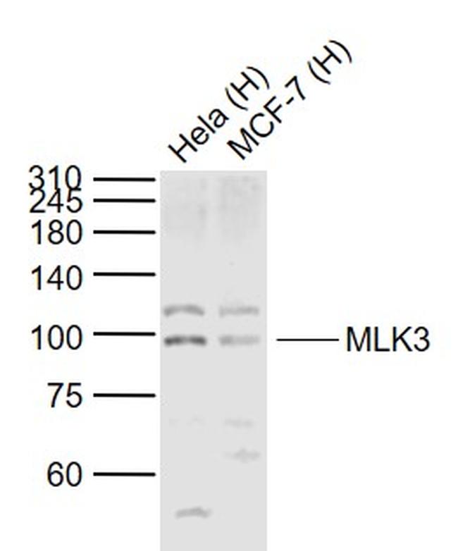 MLK3 Antibody in Western Blot (WB)