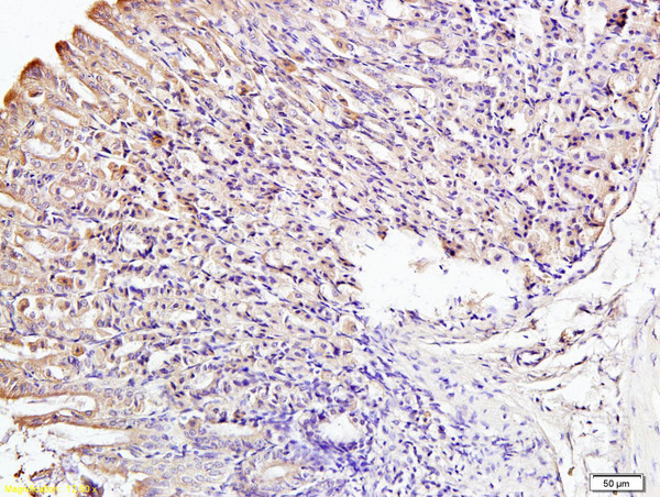 IRF3 Antibody in Immunohistochemistry (Paraffin) (IHC (P))