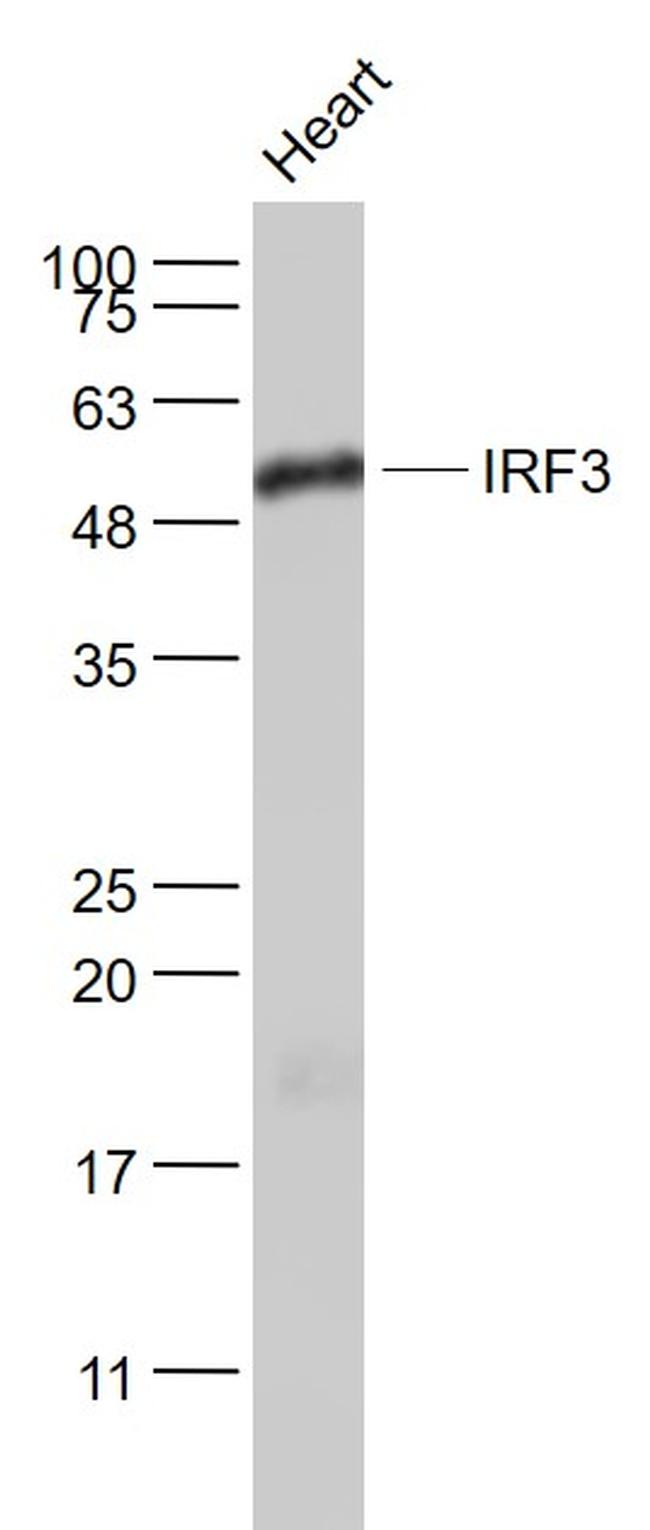 IRF3 Antibody in Western Blot (WB)