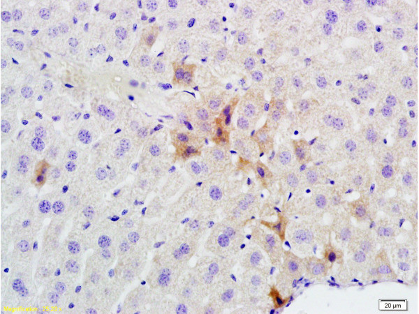 Phospho-GCN2 (Thr667) Antibody in Immunohistochemistry (Paraffin) (IHC (P))