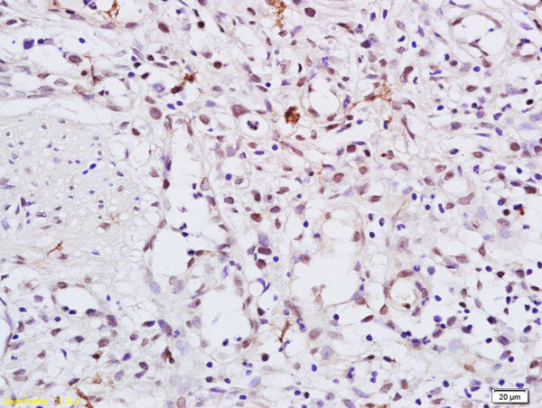 Phospho-HSP90 alpha (Thr5, Thr7) Antibody in Immunohistochemistry (Paraffin) (IHC (P))