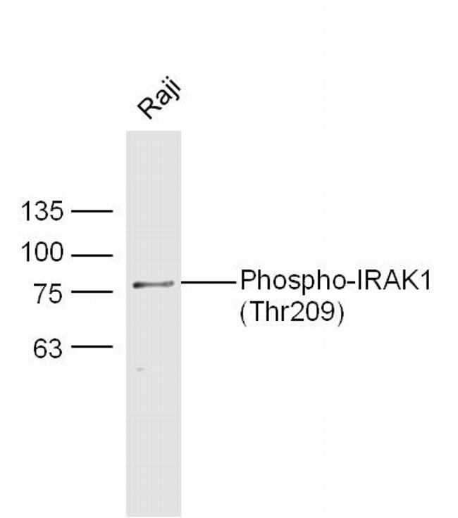 Phospho-IRAK1 (Thr209) Antibody in Western Blot (WB)