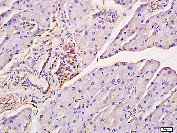 Phospho-IRF7 (Ser471, Ser472) Antibody in Immunohistochemistry (Paraffin) (IHC (P))