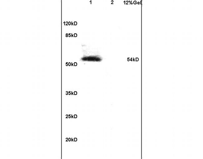 Phospho-IRF7 (Ser471, Ser472) Antibody in Western Blot (WB)