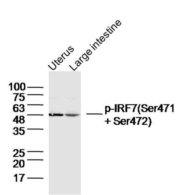 Phospho-IRF7 (Ser471, Ser472) Antibody in Western Blot (WB)