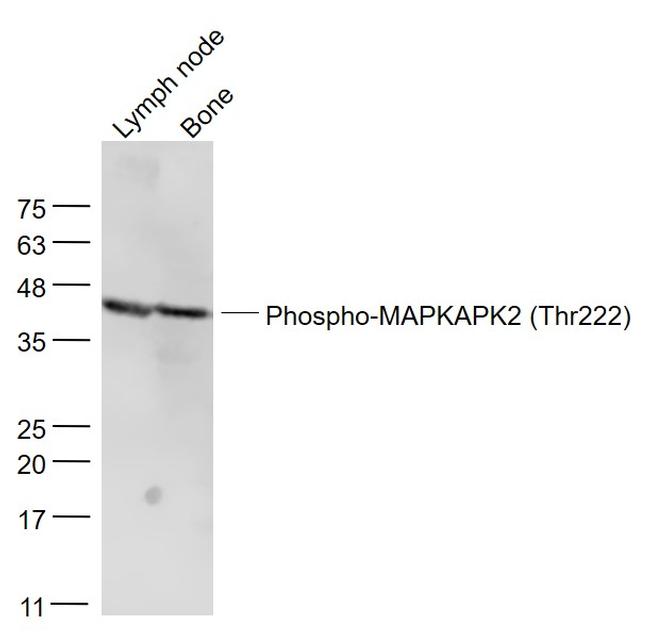 Phospho-MAPKAPK2 (Thr222) Antibody in Western Blot (WB)