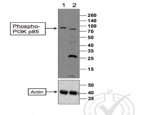 Phospho-PI3 kinase p85 alpha/gamma (Tyr467, Tyr199) Antibody in Western Blot (WB)