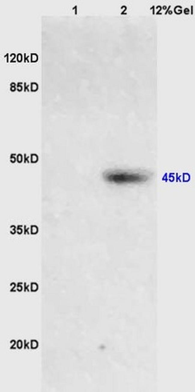 Phospho-PIM1 (Tyr309) Antibody in Western Blot (WB)