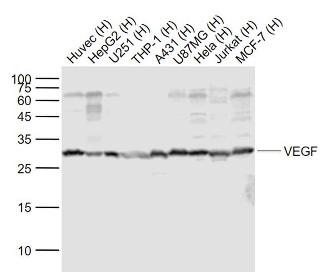 VEGF Antibody in Western Blot (WB)