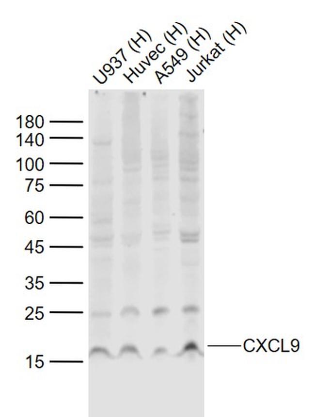 CXCL9 Antibody in Western Blot (WB)