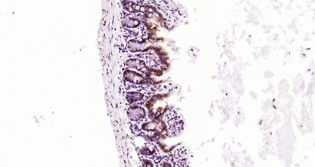 PEPT1 Antibody in Immunohistochemistry (Paraffin) (IHC (P))