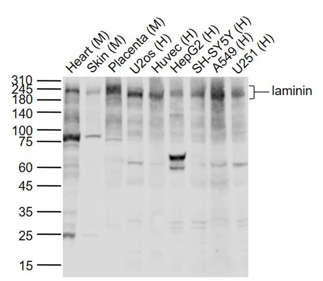 laminin Antibody in Western Blot (WB)