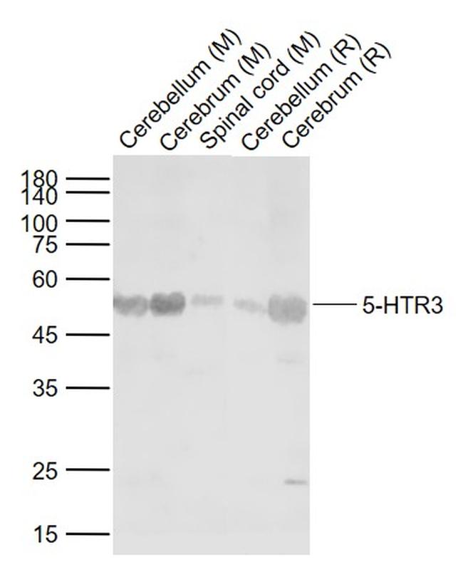 5-HTR3 Antibody in Western Blot (WB)