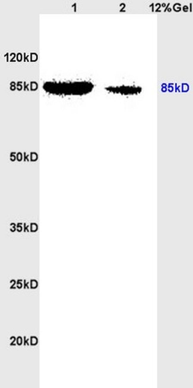 Phospho-STAT3 (Ser727) Antibody in Western Blot (WB)