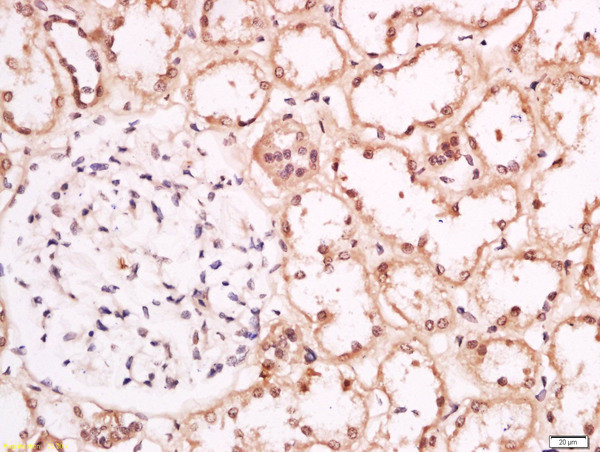 Phospho-Torc1 (Ser151) Antibody in Immunohistochemistry (Paraffin) (IHC (P))