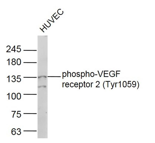 Phospho-VEGF receptor 2 (Tyr1059) Antibody in Western Blot (WB)